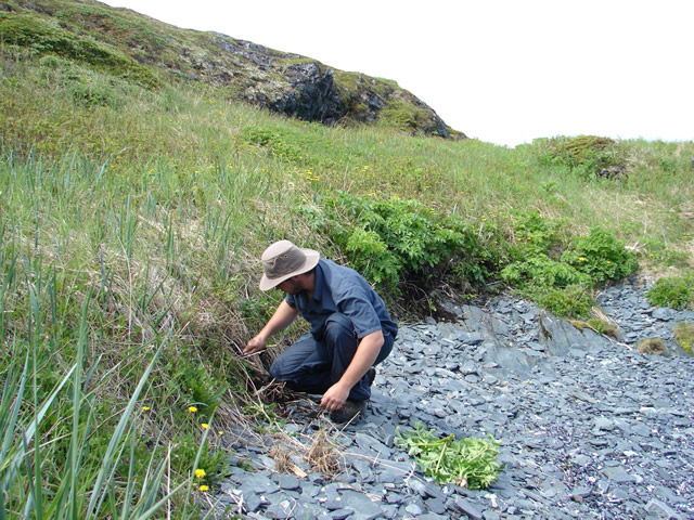 St&eacutephane Nol tests the eroding vegetation edge along the beach.